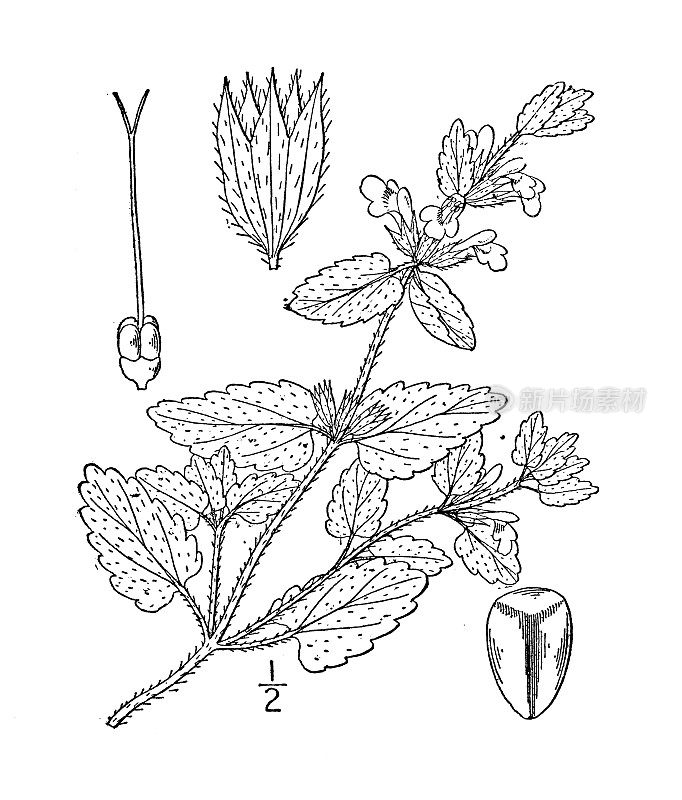 古植物学植物插图:Stachys arvensis, Corn Woundwort